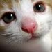 Profile Picture of Joy Zhao (@maxinesama) on Pinterest