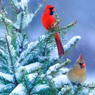 Profile Picture of ConnieCollette (@ConnieCollette2) on Twitter