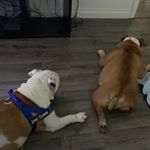 Profile Picture of Joey Dukes & Choncho (@two_old_bulldogs562) on Instagram