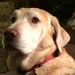 Profile Picture of Carolyn Conley (@highlandpiper) on Pinterest
