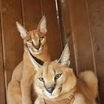 Profile Picture of Каракал. Caracal. Tyumen (@epishinamilana) on Instagram