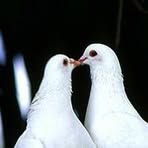 Profile Picture of Peter Boxall (@peter.boxall.5) on Facebook