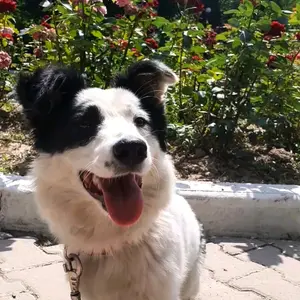 Крашиха💕 - Tiktok Profile Picture of Крашиха💕 (@bonya.krashiha) on Tiktok