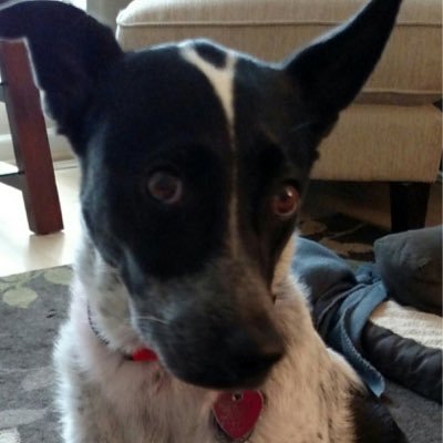 Stephanie Tomasi - Twitter Profile Picture of Stephanie Tomasi (@TomasiStephanie) on Twitter