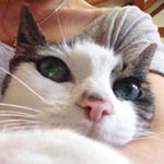 Profile Picture of 고영이 (@tay_7023) on Instagram