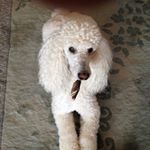 Profile Picture of Ginger Bowen (@gbowenart) on Instagram