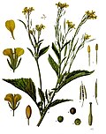 Profile Picture of Brassica junceaon Wikipedia