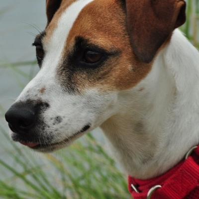 Profile Picture of Henry Higgins (@adoginthepark) on Twitter