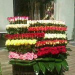 Profile Picture of گل سیکاس بهمن سبحانی (@gol.sikas) on Instagram