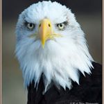 Profile Picture of Robert Shaw (@rbtshaw2kit) on Instagram