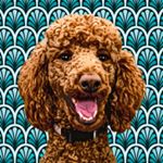 Profile Picture of Bernie ❤️ (@bernadette_peters_the_poodle) on Instagram