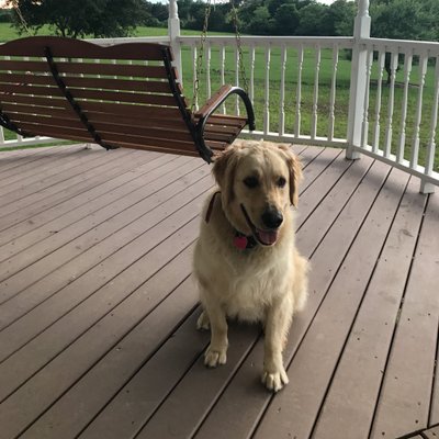 Profile Picture of Henry Clay Howe (@HenryHowePupper) on Twitter