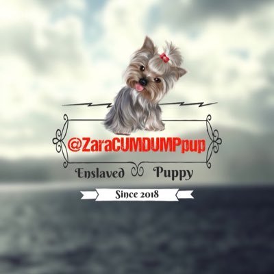 Profile Picture of Zara’s Cum Dump Puppy  🐶 (@pietro_cum_dump) on Twitter