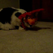 Profile Picture of Daniel Miner (@danrowannc) on Youtube