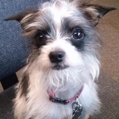 Profile Picture of Michael Samek (@DesignosedAmCDN) on Twitter