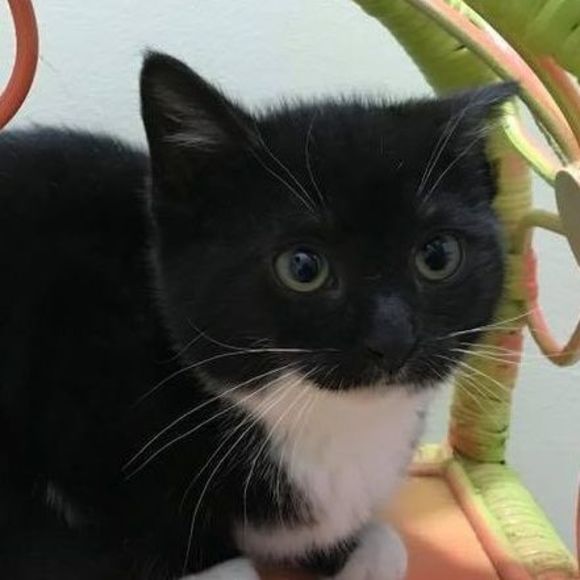 Profile Picture of Deborah Lubeski (@debbielubeski) on Poshmark