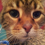 Profile Picture of Wilson Ko (@wilsonko) on Youtube