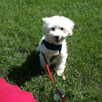 Profile Picture of Chris Parrinello (@chrispynet) on Twitter