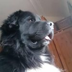 Profile Picture of Margaret Macgregor (@bruach1955) on Instagram