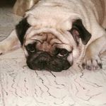 bruce mishra - Instagram Profile Picture of bruce mishra (@dumhead_bruce_thepug) on Instagram