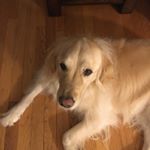 Profile Picture of Piper Allen (@piper.pippa.allen) on Instagram