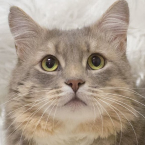 Profile Picture of Susan Maliff (@susanmaliff) on Poshmark