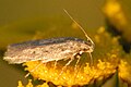 Profile Photo of Bryotrophaon Wikipedia