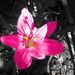 Profile Picture of Rose Jefferies (@rose_jefferies) on Pinterest