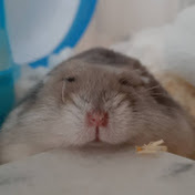 Profile Picture of Sophia Peng (@sophiapeng1024) on Youtube