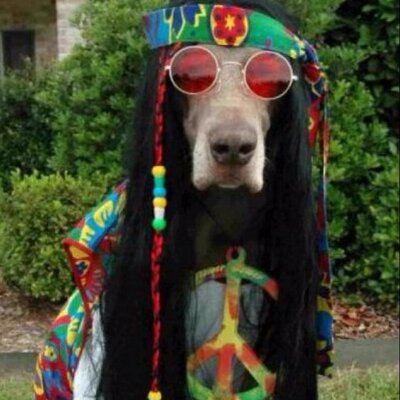 Profile Picture of Peter Zepeda (@Pedrozepeda11) on Twitter