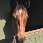 Profile Picture of Amanda (@amandadingle) on Instagram