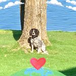 Profile Picture of Nancy Hippe Noon (@kittiesinsd) on Instagram