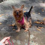 Profile Picture of Paige Ortiz (@paigetheyorkie) on Instagram