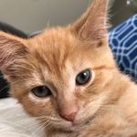 Profile Picture of Oliver Ricardo Sipley (@ollieboy_meow) on Instagram