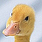 Profile Picture of 公鴨先生 (@公鴨先生) on Flickr