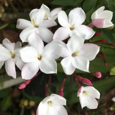 Profile Picture of Tomoko Okamoto (@TomokoOkamoto5) on Twitter