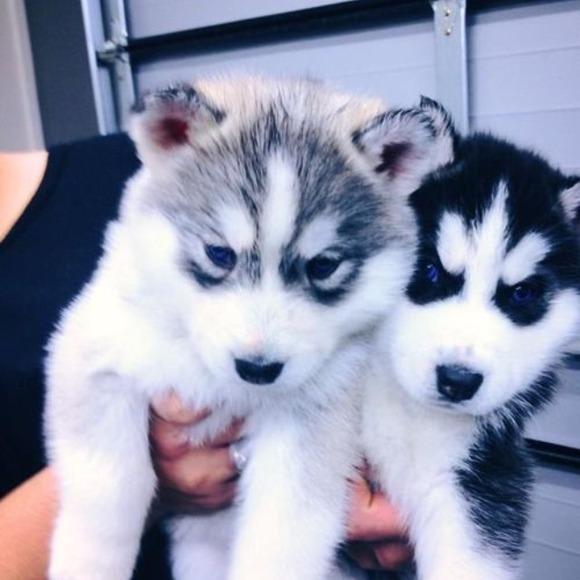 Profile Picture of Taylor Chaney (@chickennugget23) on Poshmark