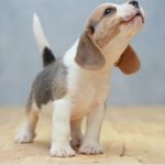 Profile Picture of Anabelle Soto-Hudson (@pretty_baby_lily) on Instagram