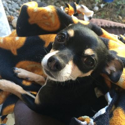 Profile Picture of Robert DeTamble (@RobertDetamble) on Twitter