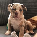 Profile Picture of Big Ron (@big_ron_bulldog) on Instagram