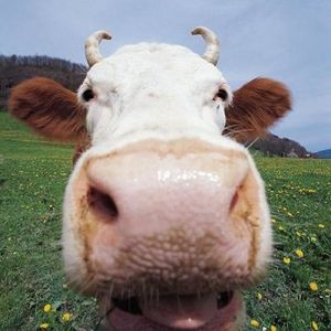 Profile Picture of Aaron Stewart (@astew444) on Myspace