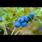 Profile Picture of Shayna Levings (@shayna_blueberries) on Instagram