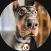 Profile Picture of Louis the Doberman! 😊 (@@thecrazydobie) on Tiktok