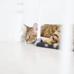 Profile Picture of Hsing Yun Wang (@hsingyunwang) on Instagram