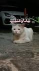 Profile Picture of   Reply to @harimaung... (@wawawfamily) on Tiktok
