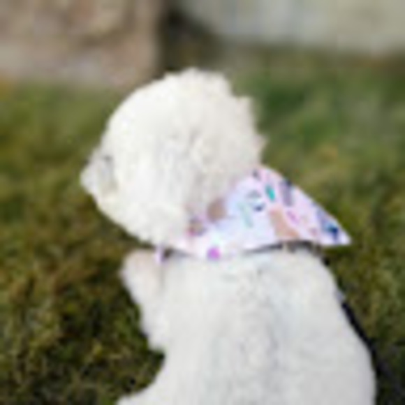 Profile Picture of Alex Mcaniff (@alexmcaniff) on Poshmark