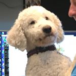 Profile Picture of Kathy Travis (@reggieandriley) on Instagram