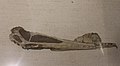 Profile Picture of Hamipterus - Wikipedia, the free encyclopediaon Wikipedia