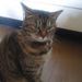 Profile Picture of うな ぴょん (@una330lemon) on Pinterest