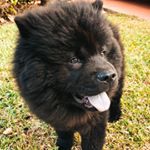 Profile Picture of LARRY THE CHOW (@larrythechowchow) on Instagram